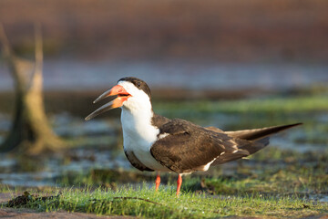 black skimmer in tropical Pantanal