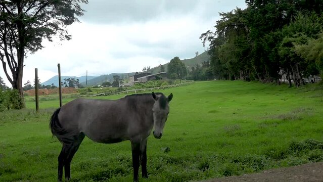 A horse eating grass Nuwara Eliya Sri Lanka