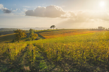 Fototapeta premium Stone pine and vineyards, autumn landscape in Chianti region at sunset. Castelnuovo Berardenga, Tuscany, Italy