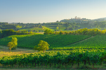 Vineyards in the San Gimignano countryside. Tuscany, Italy - obrazy, fototapety, plakaty