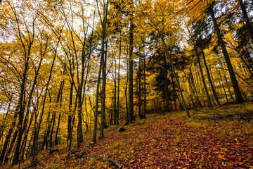 Fototapeta premium Autumn forest nature. Vivid morning in colorful forest with sun rays through branches of trees. Scenery of nature with sunlight