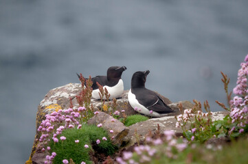 Razorbills