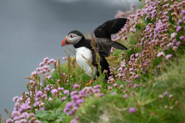 Puffins