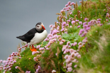 Puffins