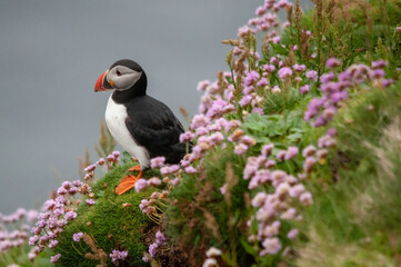 Puffins