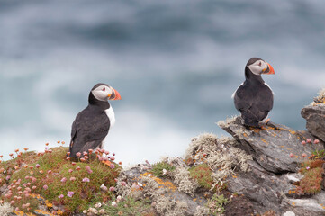 Puffins