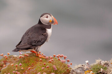 Puffins
