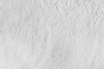 White fur background texture. wool close up