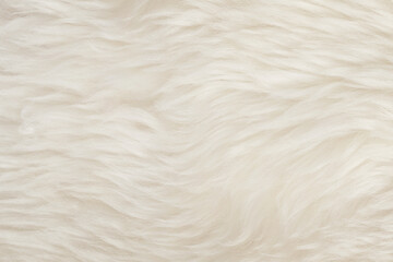 White natural fur background texture. wool close up