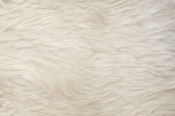 White natural fur background texture. wool close up