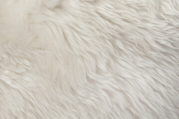 White natural fur background texture. wool close up - obrazy, fototapety, plakaty