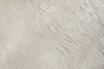 White natural fur background texture. wool close up