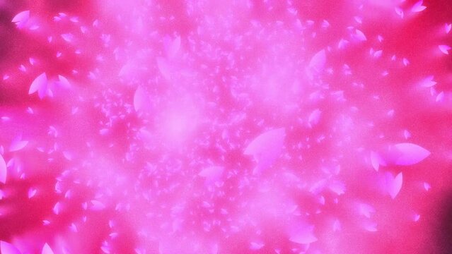 Pink cherry petals falling from red background in pink particles spreading. A scene of Spring time in Japan.