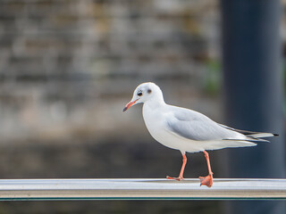 Obraz premium Chroicocephalus ridibundus