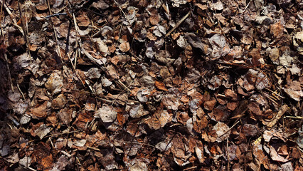 Yellow dry autumn leaves for background. Outdoor. Abstract Colorful texture and pattern. Place for text and copy space