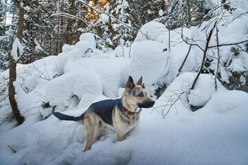 Dog German Shepherd outdoors in the forest in a winter day. Russian guard dog Eastern European Shepherd in nature on the snow and white trees covered snow