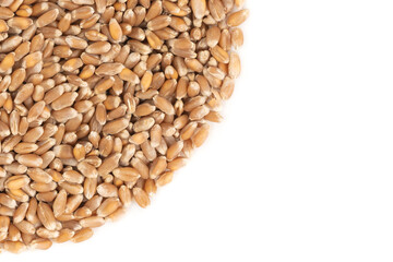 Grains of brown wheat isolated on white background. close up wheat seeds texture