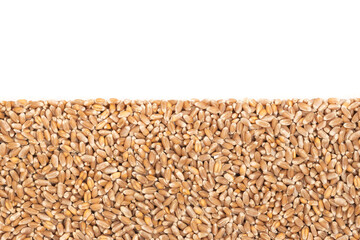 Grains of brown wheat isolated on white background. close up wheat seeds texture