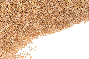 Obraz premium Grains of brown wheat isolated on white background. close up wheat seeds texture