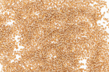 Grains of brown wheat isolated on white background. close up wheat seeds texture