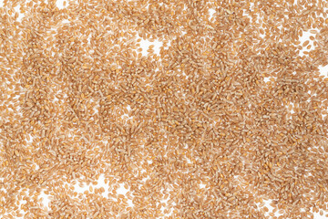 Grains of brown wheat isolated on white background. close up wheat seeds texture