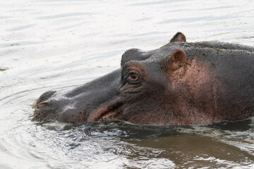 Hippo swims in water - hippo pond at Serengeti National Park. Side profile