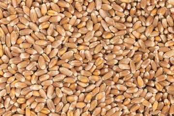 Whole background of grains of brown wheat. close up wheat seeds texture