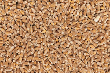 Whole background of grains of brown wheat. close up wheat seeds texture
