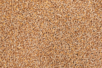 Whole background of grains of brown wheat. close up wheat seeds texture