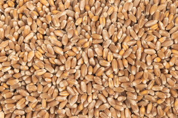Whole background of grains of brown wheat. close up wheat seeds texture