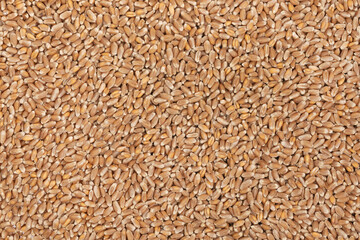 Whole background of grains of brown wheat. close up wheat seeds texture
