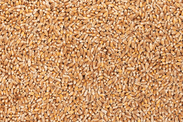 Whole background of grains of brown wheat. close up wheat seeds texture