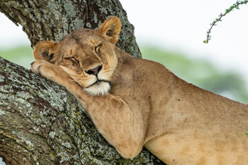Tree climbing lion, sleeping in a tree. Serengeti National Park