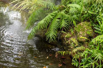 Beautiful tropical garden pond