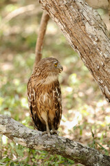 Brown owl in the forest. Wildlife scene from nature. 