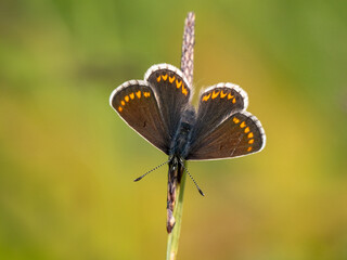 Brown Argus Butterfly on a Grass Stem