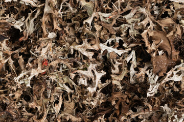 dry Icelandic moss background texture closeup