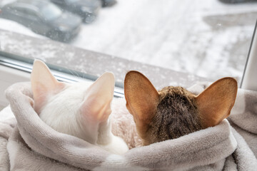 Cute oriental shorthair tabby kitten and white oriental cat looking out the window on the winter...