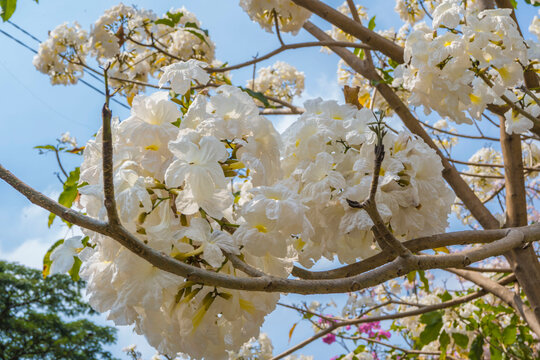 White Tabebuia flowers or Tabebuia heterophylla in blooming season in a tree in Surabaya, East Java, Indonesia.