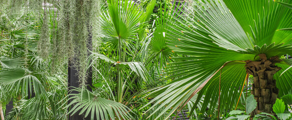 palm tree plant slender green leaves