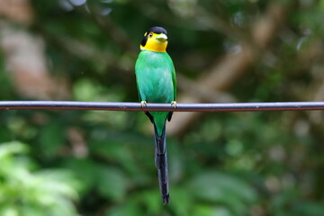 Long-tailed Broadbill standing on wire