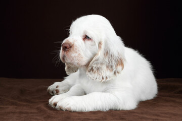 Cute funny Clumber Spaniel puppy
