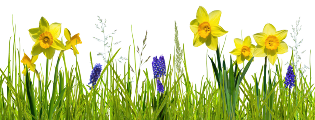 abstract spring meadow with easter flowers daffodils and blue grape hyacinth isolated on transparent background, texture template overlay decoration for springtime