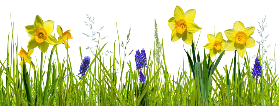 abstract spring meadow with easter flowers daffodils and blue grape hyacinth isolated on transparent background, texture template overlay decoration for springtime