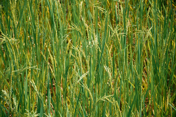 vibrant green paddy fields with seeds gradually ripening in healthy plants. Shot taken in West Bengal, which is largest rice producing state in India, which itself is world's largest exporter of rice.