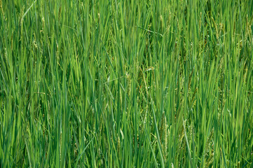 background of vibrant green paddy fields with healthy growing plants. Shot taken in West Bengal, which is largest rice producing state in India, which itself is world's largest exporter of rice.