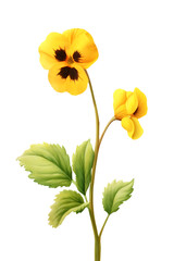 Pansy or Viola tricolor flower on transparent background