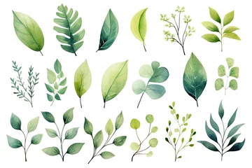 Deurstickers Eucalyptus leaves and branches watercolor vector set, Watercolor floral illustration set - green leaf branches collection, AI Generated © Iftikhar alam