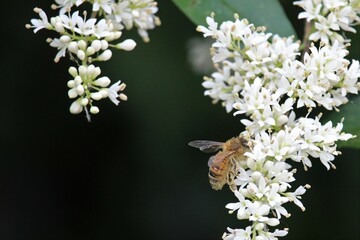 Bee in the garden