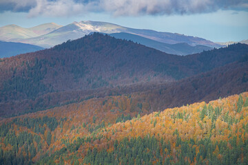Colores de otoño en la Selva de Irati, Navarra un dia de Noviembre  con niebla y lluvia